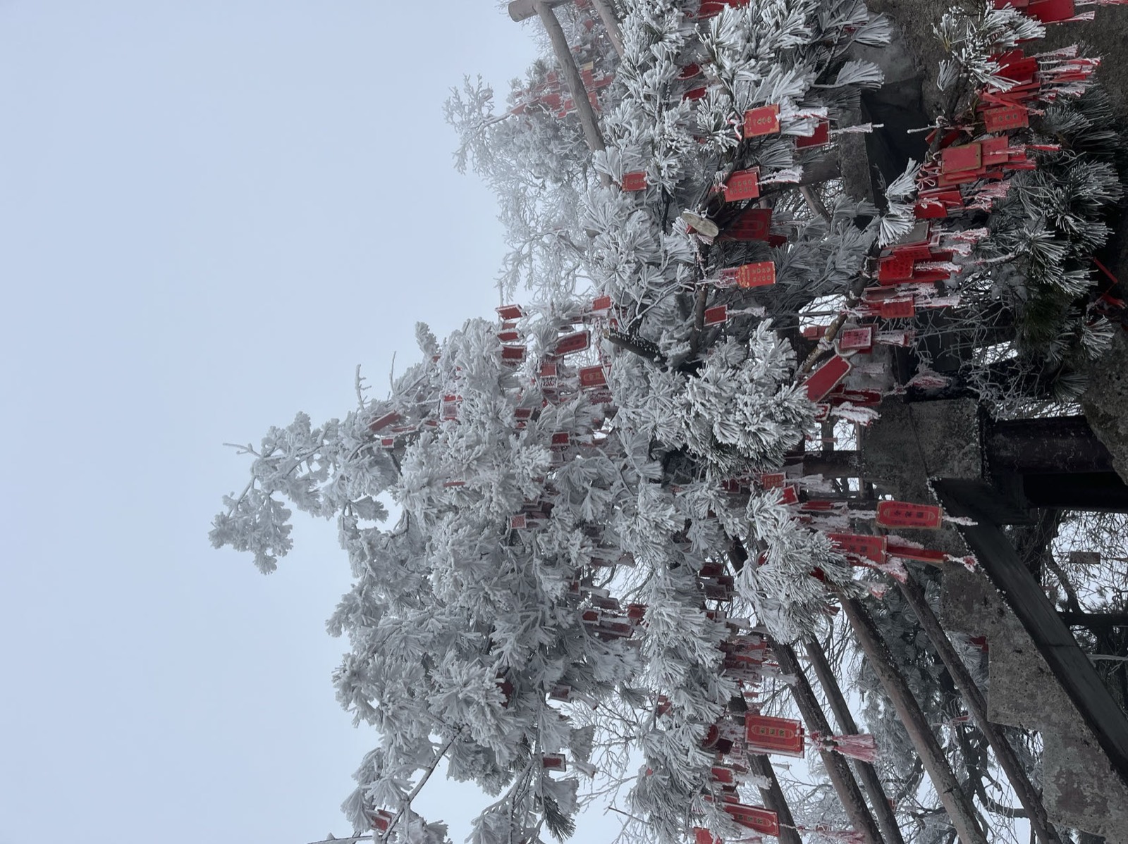 The Wishing Tree of Mount Laojun