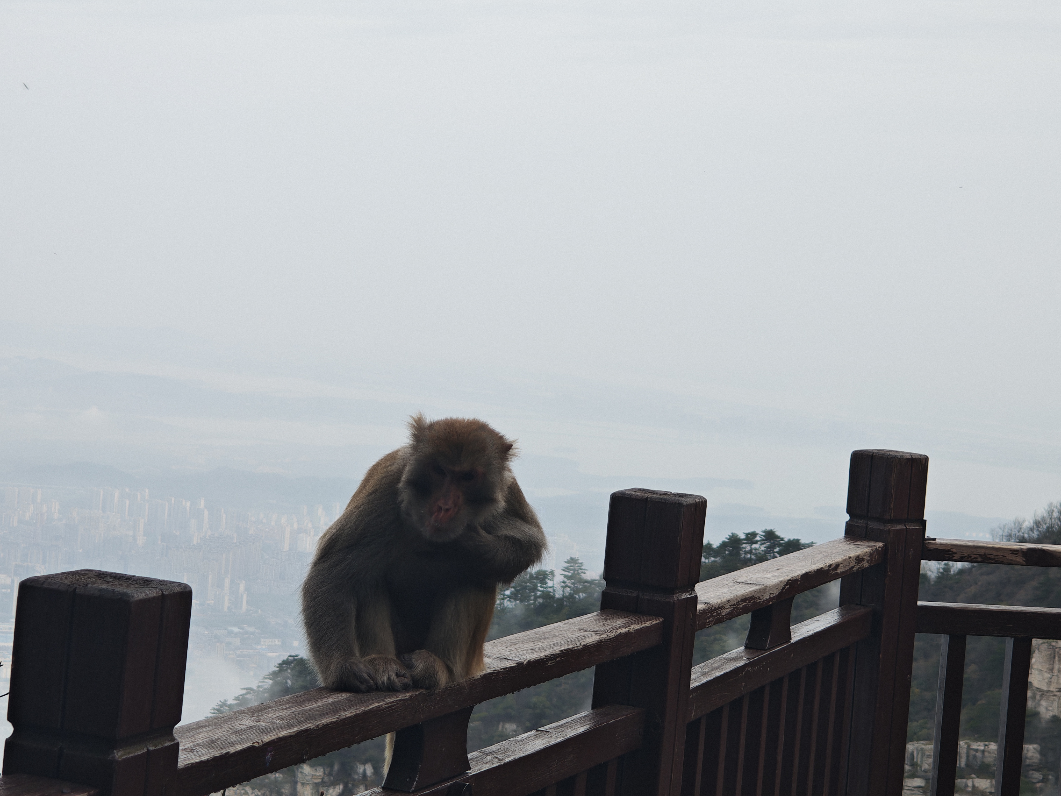A macaque seen from a distance in Lushan